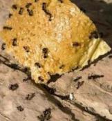 ants_6109.jpg