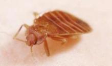 bedbug_1958.jpg