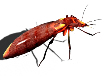 bedbug_6725.png