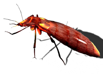 bedbug_6927.png