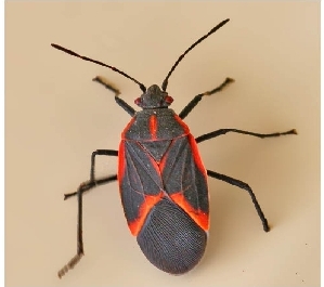 box-elder-bug-.jpg