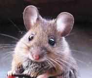 mouse_4961.jpg