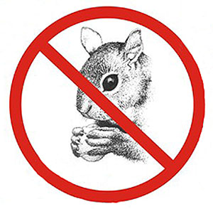 no-squirrels-allowed.jpg