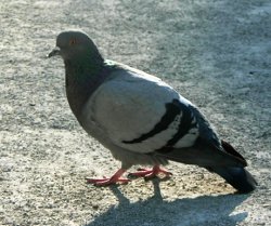 pigeon.jpg