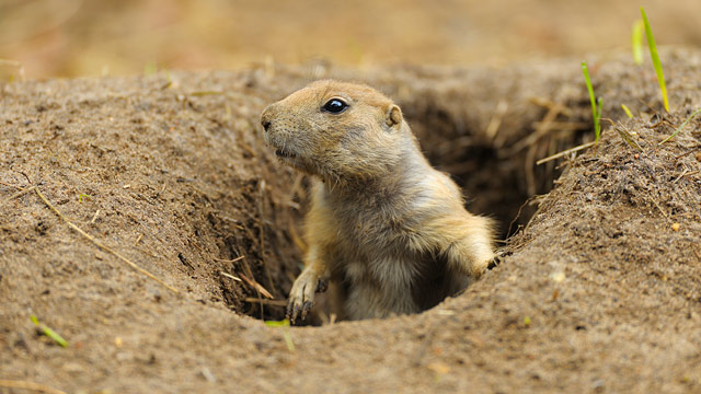 prairie_dog.jpg