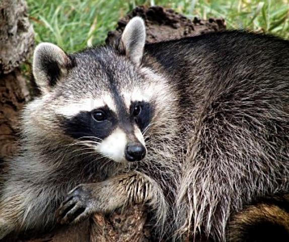 racoon.jpg