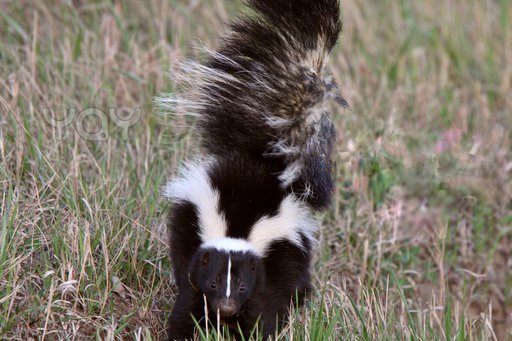 skunk.jpg