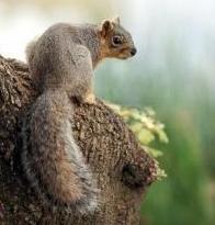 squirrel_4147.jpg