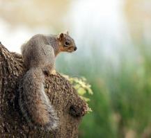 squirrel_5569.jpg