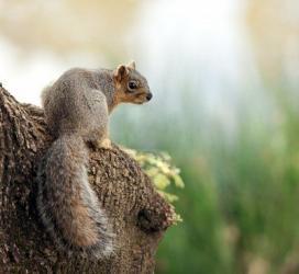 squirrel_5929.jpg