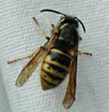 wasp_5700.jpg