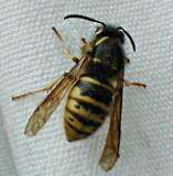 wasp_7491.jpg