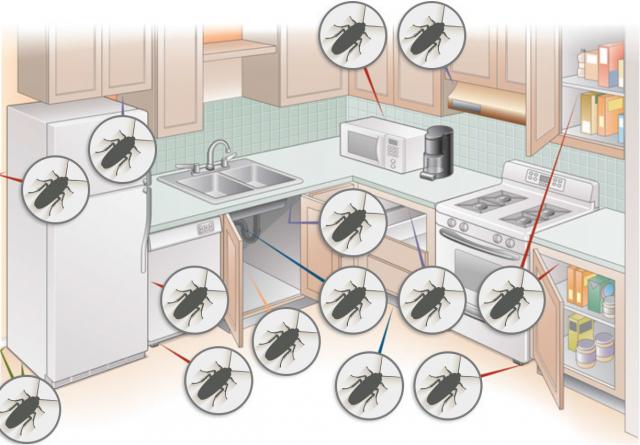 where_do_roaches_hide_diagram.jpg